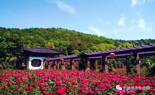 龙寺生态园99999株月季玫瑰齐绽放 暮春时节花正艳