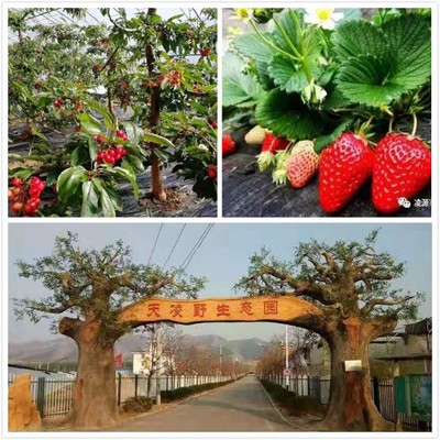 生态园——都市中的绿洲