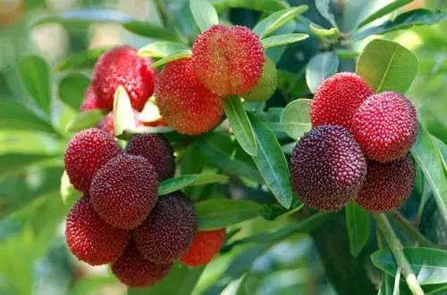 龙台山生态园杨梅成熟，邀您共享采摘乐趣