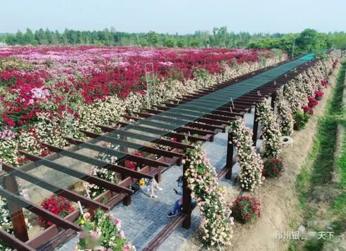 美呆了！邳州再现网红打卡地——生态园