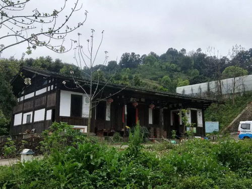 龙台山生态园真人CS体验 生态与竞技的完美融合