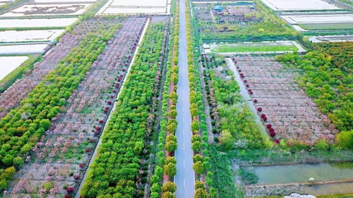 官方赏花攻略发布 荆州8条春季赏花精品线路，生态园美景尽收眼底