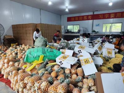 江南区手撕菠萝 农旅融合促增收 生态园引领新路径