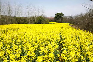 偷得浮生半日闲，一路踏青到平山——平山生态园春日游园采摘季欢迎您